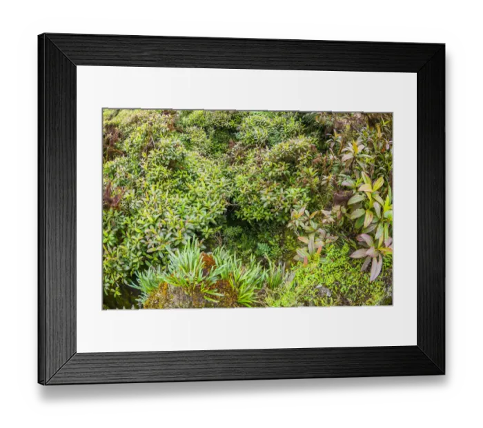 Framed Print : Vegetation in Miconika zone, Santa Cruz Highlands, Galapagos Framed Print : Vegetation in Miconika zone, Santa Cruz Highlands, Galapagos