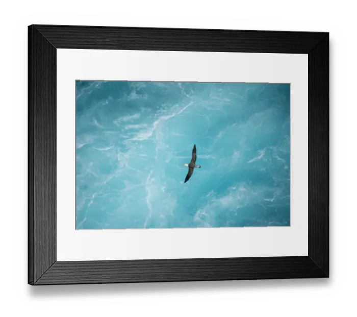 Framed Print : Waved albatross (Phoebastria irrorata) in flight over waves, Punta Suarez Framed Print : Waved albatross (Phoebastria irrorata) in flight over waves, Punta Suarez