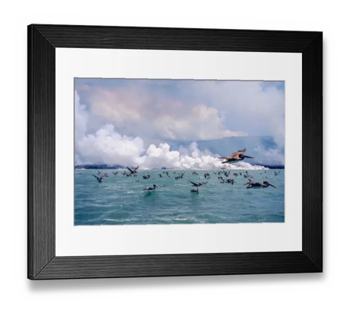 Framed Print : Brown pelicans (Pelicanus occidentalis) flock in flight over sea, Galapagos