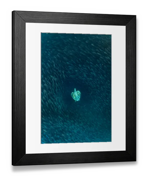 Framed Print : Green turtle (Chelonia mydas) swimming with shoal of striped salemas, Kicker Rock Framed Print : Green turtle (Chelonia mydas) swimming with shoal of striped salemas, Kicker Rock