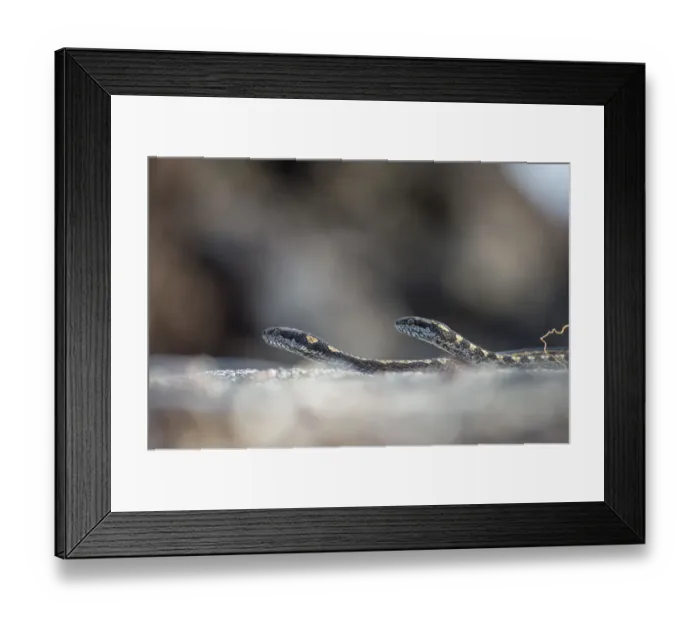 Framed Print : Galapagos racer snakes (Pseudalsophis biserialis) patroling the beach in search of prey