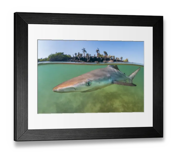 Framed Print : Blacktip shark (Carcharhinus limbatus) pup in a tranquil inlet, Santa Cruz Framed Print : Blacktip shark (Carcharhinus limbatus) pup in a tranquil inlet, Santa Cruz
