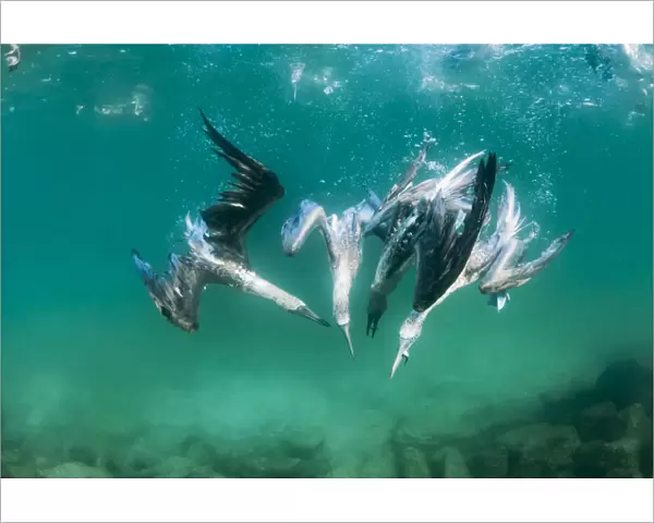 Blue-footed booby (Sula nebouxii) group feeding underwater, Tabaca Channel