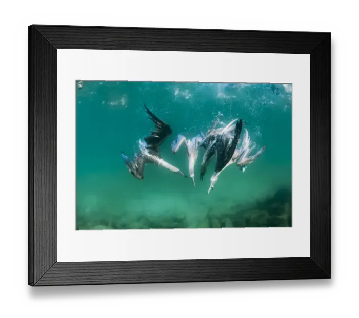 Framed Print : Blue-footed booby (Sula nebouxii) group feeding underwater, Tabaca Channel Framed Print : Blue-footed booby (Sula nebouxii) group feeding underwater, Tabaca Channel
