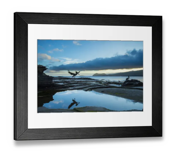Framed Print : Brown pelican (Pelecanus occidentalis) landing reflected in tide pool, Puerto Egas Framed Print : Brown pelican (Pelecanus occidentalis) landing reflected in tide pool, Puerto Egas