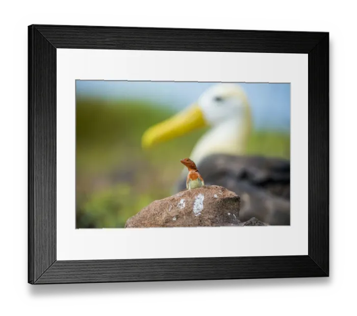 Framed Print : Espanola lava lizard (Microlophus delanonis) female with Waved albatross Framed Print : Espanola lava lizard (Microlophus delanonis) female with Waved albatross