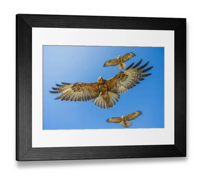 Framed Print : Galapagos hawk (Buteo galapagoensis) group of three in flight, Alcedo Volcano Framed Print : Galapagos hawk (Buteo galapagoensis) group of three in flight, Alcedo Volcano