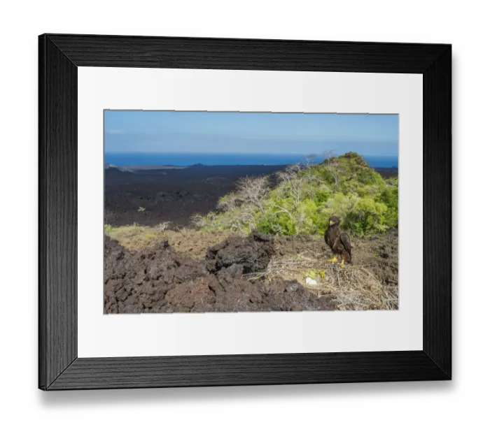 Framed Print : Galapagos hawk (Buteo galapagensis) at nest with landscape Framed Print : Galapagos hawk (Buteo galapagensis) at nest with landscape