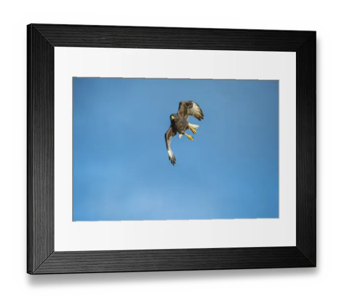 Framed Print : Galapagos hawk (Buteo galapagoensis) in flight, Beagle Crater (Base Bolivar) Framed Print : Galapagos hawk (Buteo galapagoensis) in flight, Beagle Crater (Base Bolivar)