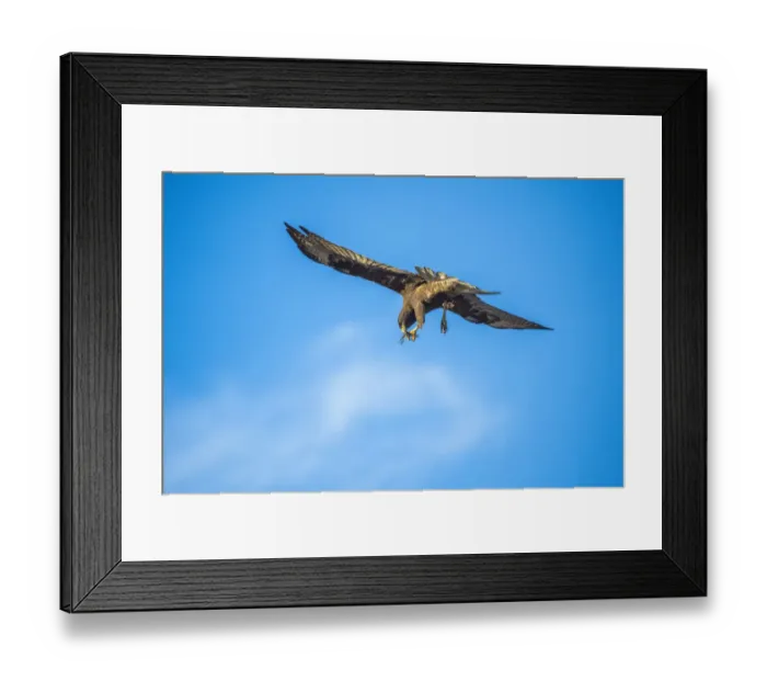 Framed Print : Galapagos hawk (Buteo galapagoensis) with dragonfly prey, Beagle Crater (Base Bolivar) Framed Print : Galapagos hawk (Buteo galapagoensis) with dragonfly prey, Beagle Crater (Base Bolivar)