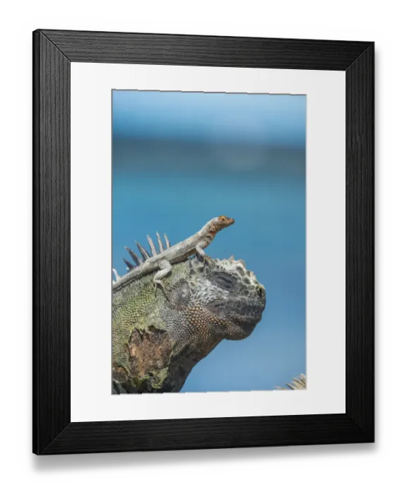 Framed Print : Galapagos lava lizard (Microlophus albemarlensis) on head of Marine iguana Framed Print : Galapagos lava lizard (Microlophus albemarlensis) on head of Marine iguana