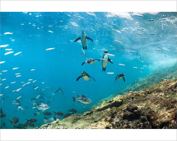 Galapagos penguins (Spheniscus mendiculus) underwater with shoal of fish, Tagus Cove
