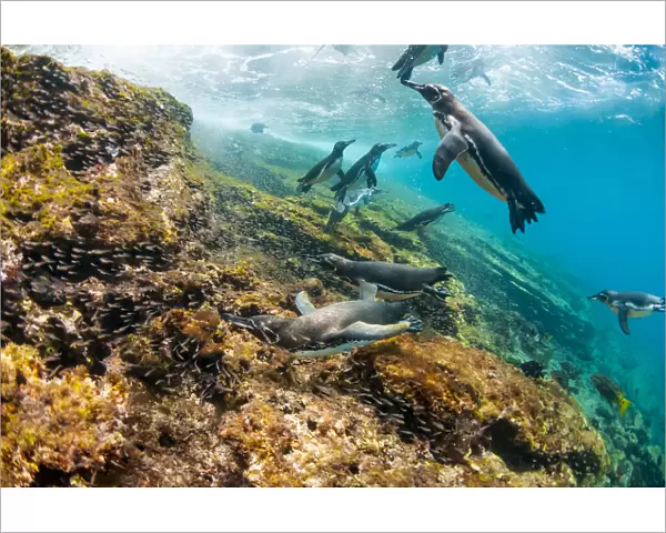 Galapagos penguins (Spheniscus mendiculus) swimming underwater, Tagus Cove