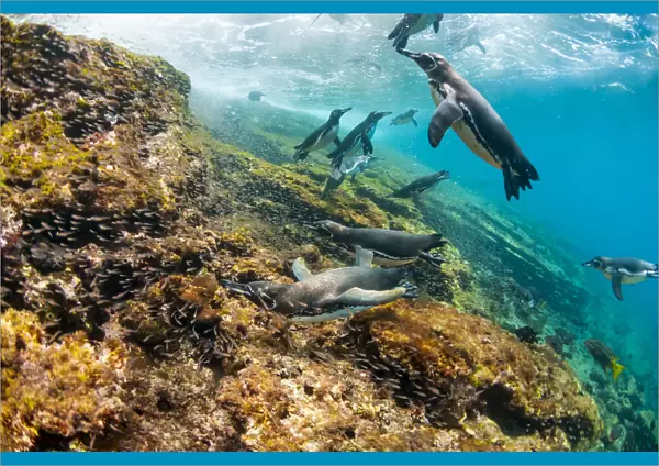 Galapagos penguins (Spheniscus mendiculus) swimming underwater, Tagus Cove