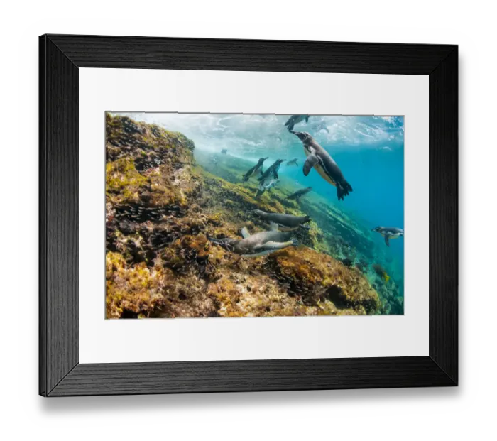 Framed Print : Galapagos penguins (Spheniscus mendiculus) swimming underwater, Tagus Cove Framed Print : Galapagos penguins (Spheniscus mendiculus) swimming underwater, Tagus Cove