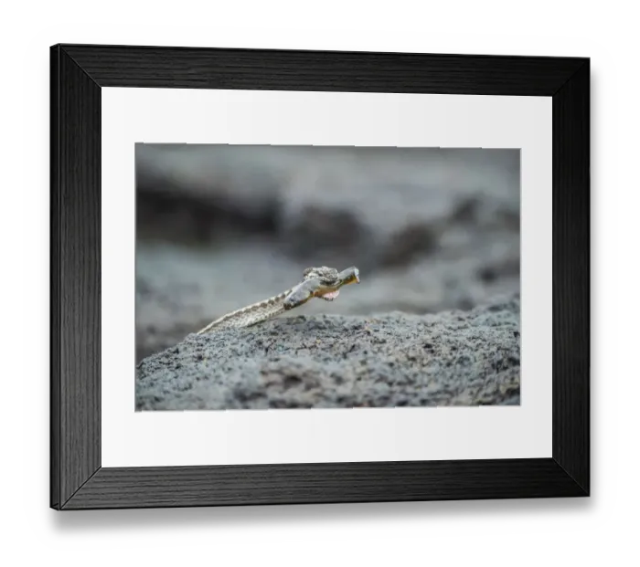 Framed Print : Galapagos racer (Alsophis biserialis) catching blenny in tidal zone, Cape Douglas Framed Print : Galapagos racer (Alsophis biserialis) catching blenny in tidal zone, Cape Douglas