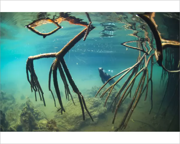 Galapagos sea lion (Zalophus wollebaeki) underwater with mangrove roots, Elizabeth Bay