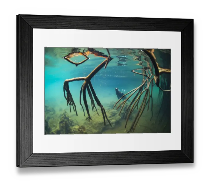 Framed Print : Galapagos sea lion (Zalophus wollebaeki) underwater with mangrove roots, Elizabeth Bay Framed Print : Galapagos sea lion (Zalophus wollebaeki) underwater with mangrove roots, Elizabeth Bay