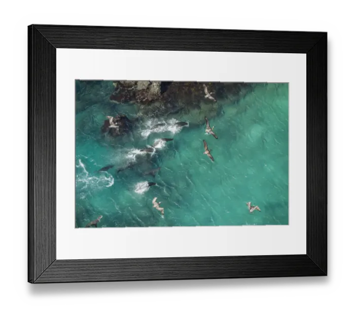 Framed Print : Aerial view of Galapagos sea lion group (Zalophus wollebaeki Framed Print : Aerial view of Galapagos sea lion group (Zalophus wollebaeki
