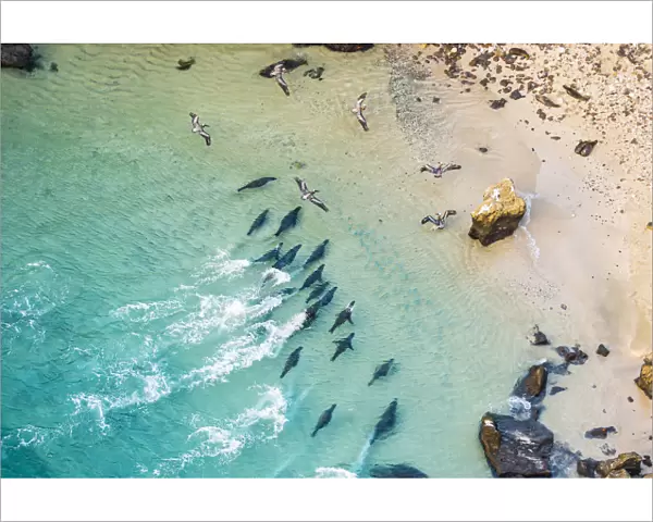 Aerial view of Galapagos sea lion group (Zalophus wollebaeki