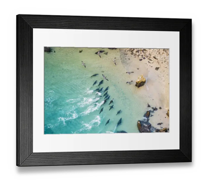 Framed Print : Aerial view of Galapagos sea lion group (Zalophus wollebaeki Framed Print : Aerial view of Galapagos sea lion group (Zalophus wollebaeki