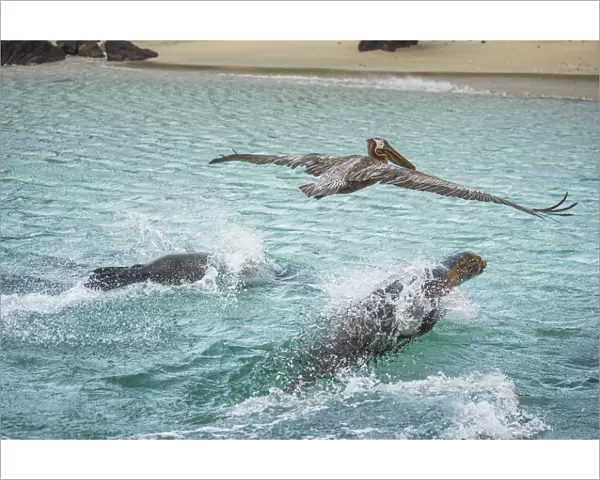 Galapagos sea lion (Zalophus wollebaeki) and Brown pelican (Pelecanus occidentalis