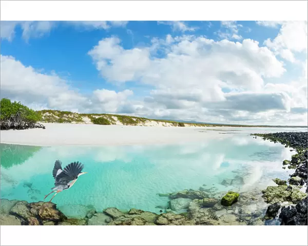 Great blue heron (Ardea herodias) taking off, with coastal landscape, Las Bachas