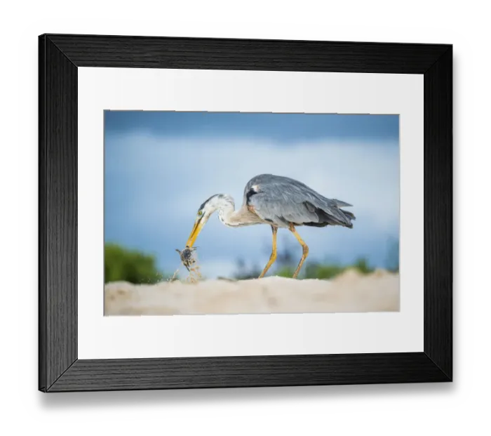Framed Print : Great blue heron (Ardea herodias) with hatchling sea turtle prey, Las Bachas Framed Print : Great blue heron (Ardea herodias) with hatchling sea turtle prey, Las Bachas