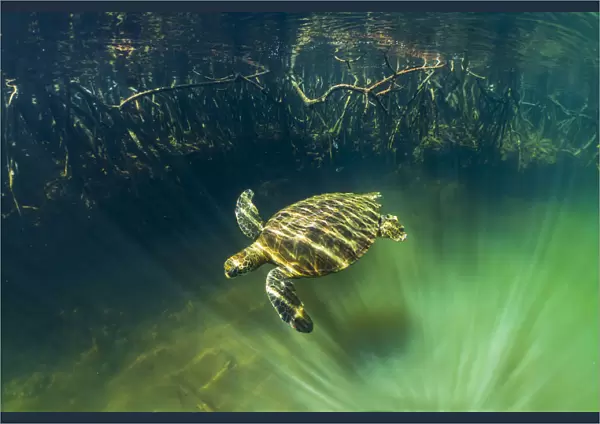 Green turtle (Chelonia mydas) swimming near coast with mangrove roots