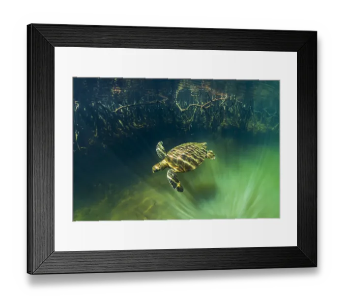 Framed Print : Green turtle (Chelonia mydas) swimming near coast with mangrove roots Framed Print : Green turtle (Chelonia mydas) swimming near coast with mangrove roots