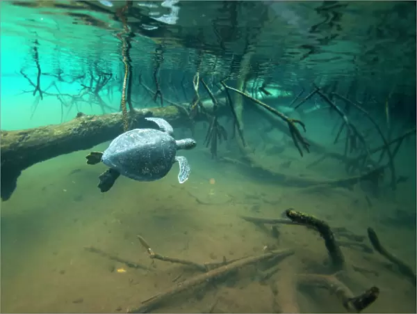 Green turtle (Chelonia mydas) swimming near mangroves, Elizabeth Bay, Isabela Island