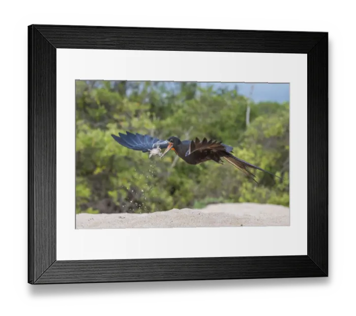 Framed Print : Magnificent frigatebird (Fregata magnificens) catching dropped hatchling sea turtle Framed Print : Magnificent frigatebird (Fregata magnificens) catching dropped hatchling sea turtle