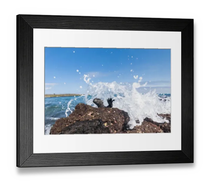 Framed Print : Marine iguana (Amblyrhynchus cristatus) on rock, with pounding waves Framed Print : Marine iguana (Amblyrhynchus cristatus) on rock, with pounding waves