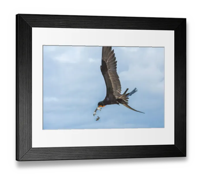 Framed Print : Magnificent frigatebird (Fregata magnificens) in flight Framed Print : Magnificent frigatebird (Fregata magnificens) in flight