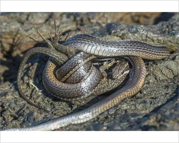 Racer snake (Pseudalsophis biserialis) feeding on lava lizard, Puerto Pajas