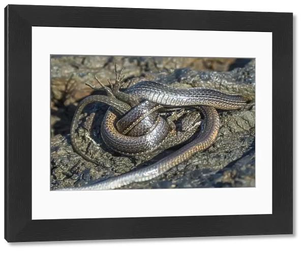 Racer snake (Pseudalsophis biserialis) feeding on lava lizard, Puerto Pajas