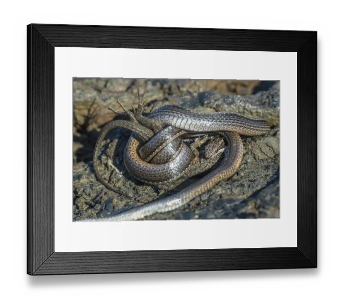 Framed Print : Racer snake (Pseudalsophis biserialis) feeding on lava lizard, Puerto Pajas Framed Print : Racer snake (Pseudalsophis biserialis) feeding on lava lizard, Puerto Pajas