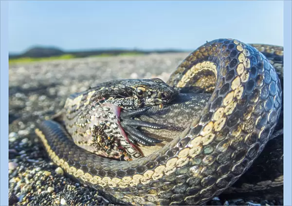 Galapagos racer snake (Pseudalsophis biserialis) feeding on marine iguana hatchling