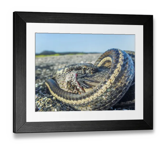 Framed Print : Galapagos racer snake (Pseudalsophis biserialis) feeding on marine iguana hatchling Framed Print : Galapagos racer snake (Pseudalsophis biserialis) feeding on marine iguana hatchling