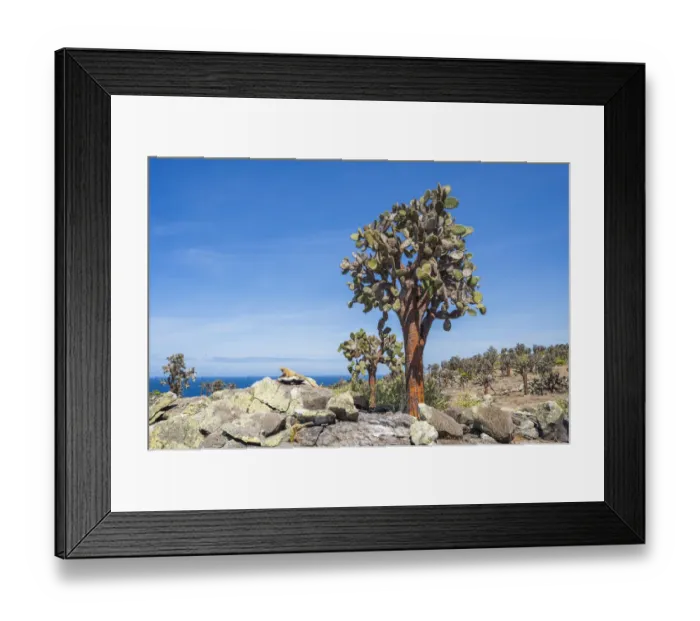 Framed Print : Santa Fe land iguana (Conolophus pallidus) next to Tree Prickly pear (Opuntia echios Framed Print : Santa Fe land iguana (Conolophus pallidus) next to Tree Prickly pear (Opuntia echios