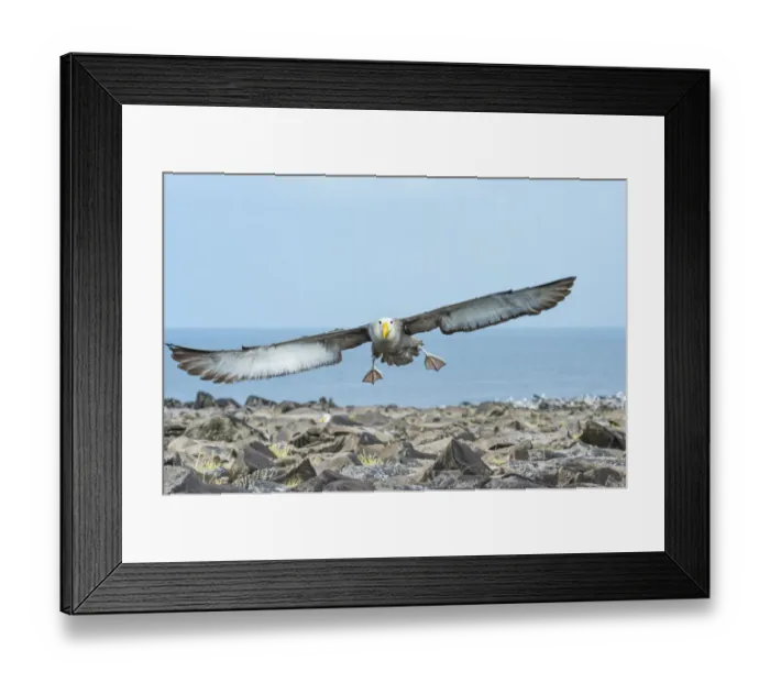 Framed Print : Waved albatross (Phoebastria irrorata) in flight, Punta Suarez, Espanola Island Framed Print : Waved albatross (Phoebastria irrorata) in flight, Punta Suarez, Espanola Island
