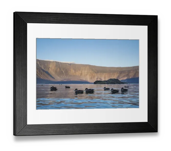 Framed Print : White-cheeked pintail (Anas bahamensis) flock on water, Fernandina Island, Galapagos Framed Print : White-cheeked pintail (Anas bahamensis) flock on water, Fernandina Island, Galapagos