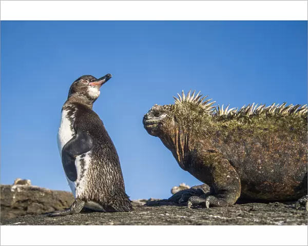 Galapagos penguins (Spheniscus mendiculus) with Marine iguana (Amblyrhynchus cristatus