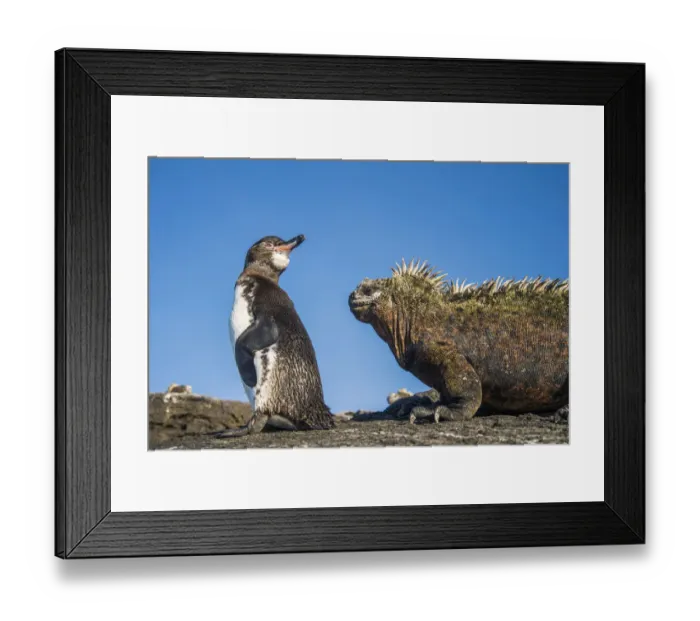 Framed Print : Galapagos penguins (Spheniscus mendiculus) with Marine iguana (Amblyrhynchus cristatus Framed Print : Galapagos penguins (Spheniscus mendiculus) with Marine iguana (Amblyrhynchus cristatus