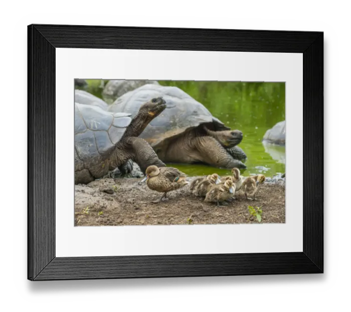 Framed Print : White-cheeked pintails (Anas bahamensis) with Western Santa Cruz tortoise Framed Print : White-cheeked pintails (Anas bahamensis) with Western Santa Cruz tortoise