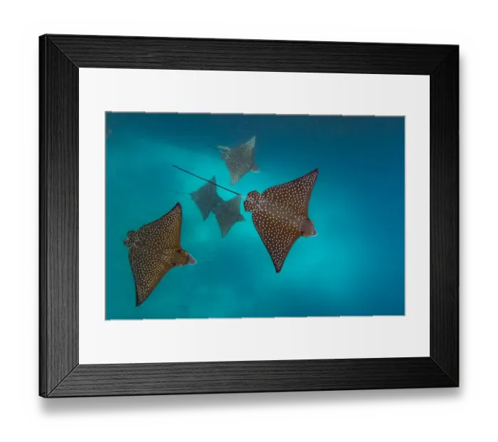 Framed Print : Spotted eagle ray (Aetobatus narinari) Kicker Rock, San Cristobal Island, Galapagos Framed Print : Spotted eagle ray (Aetobatus narinari) Kicker Rock, San Cristobal Island, Galapagos