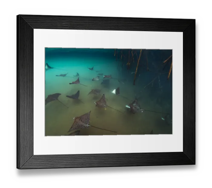 Framed Print : Spotted eagle rays (Aetobatus narinari) shoal among mangrove roots, Elizabeth Bay Framed Print : Spotted eagle rays (Aetobatus narinari) shoal among mangrove roots, Elizabeth Bay