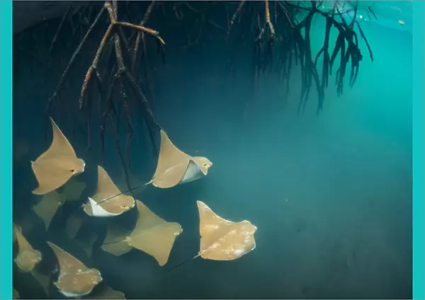 Golden cownose rays (Rhinoptera steindachneri) swimming near mangrove roots