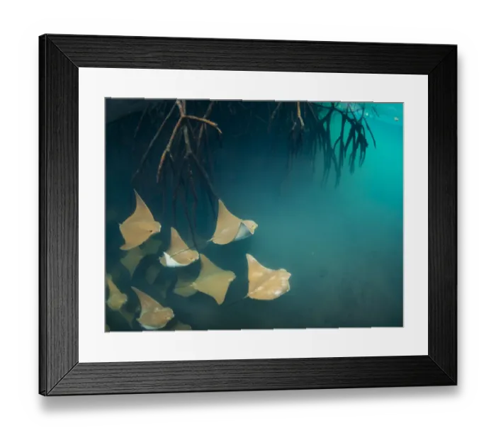 Framed Print : Golden cownose rays (Rhinoptera steindachneri) swimming near mangrove roots Framed Print : Golden cownose rays (Rhinoptera steindachneri) swimming near mangrove roots