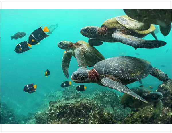 Green turtles (Chelonia mydas) swimming with angelfish, Punta Vicente Roca